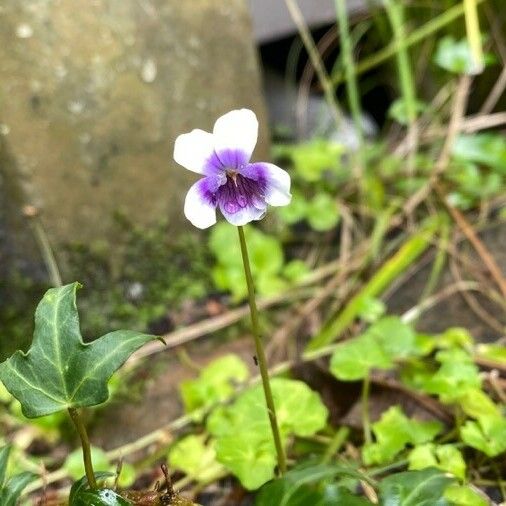 Viola hederacea Flors