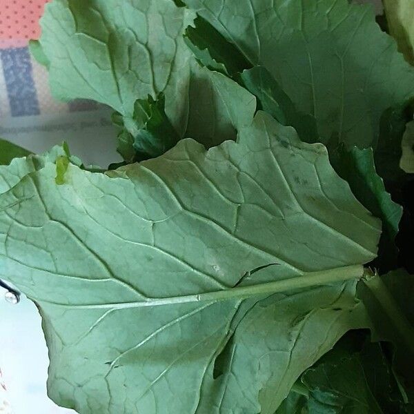 Brassica rapa ഇല