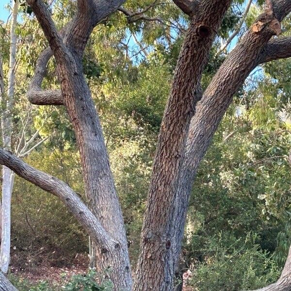 Eucalyptus camaldulensis Kabuk