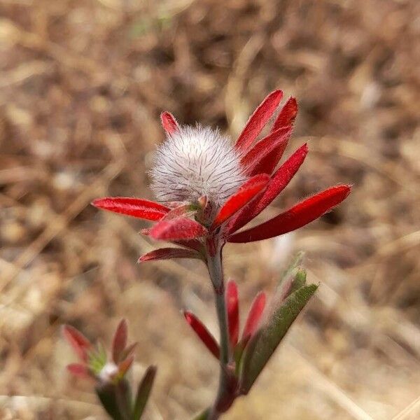 Trifolium arvense Flor