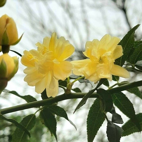 Rosa banksiae Blomst