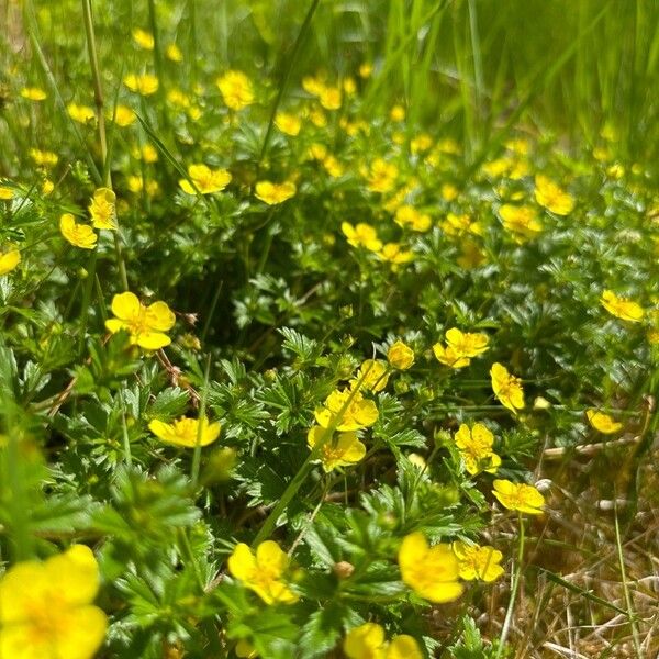 Potentilla erecta Habitatea