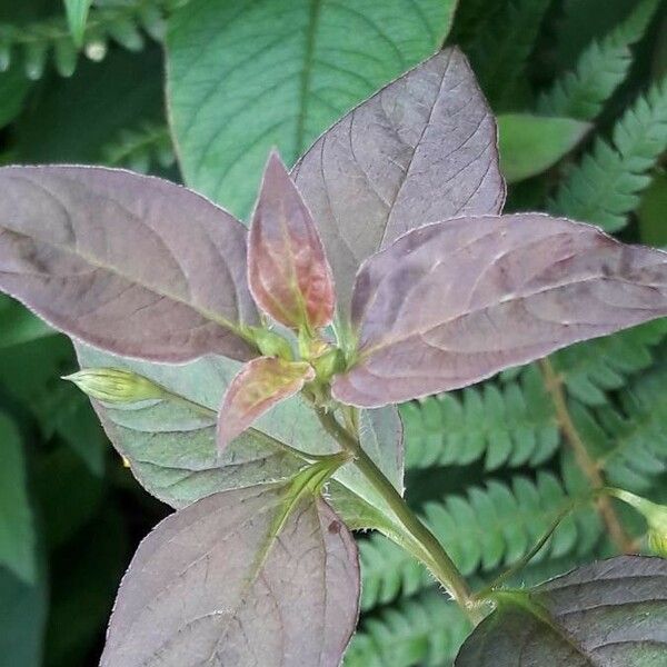 Lysimachia ciliata Lehti