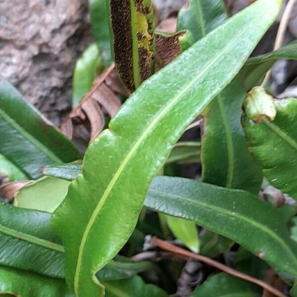 Elaphoglossum gayanum