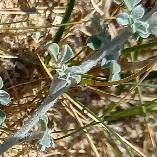 Medicago marina Bark