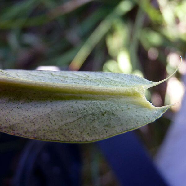 Lysimachia ephemerum Leaf