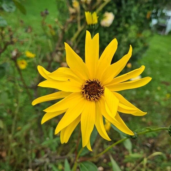 Helianthus × laetiflorus Blomma