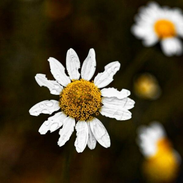 Anthemis cotula 花