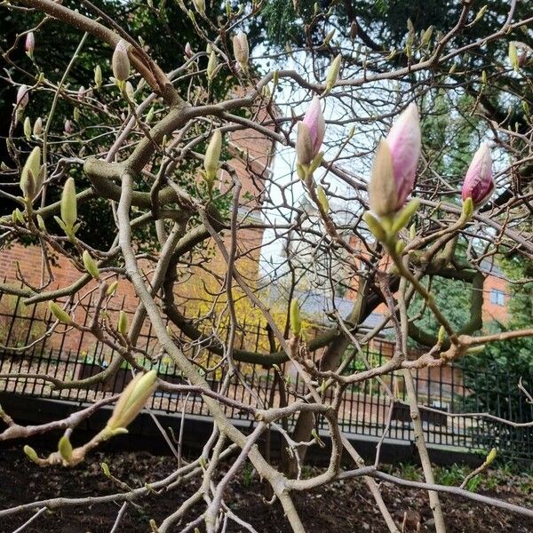 Magnolia × soulangeana Hábito