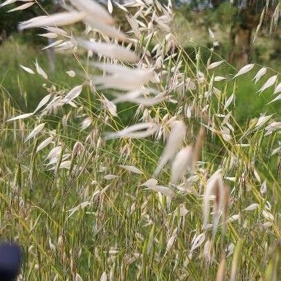 Avena fatua Leaf