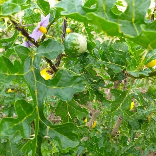 Solanum linnaeanum Цветок