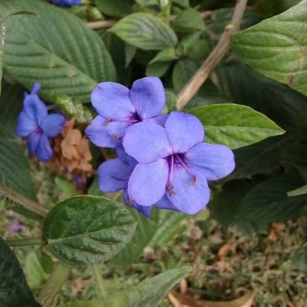 Eranthemum pulchellum 花