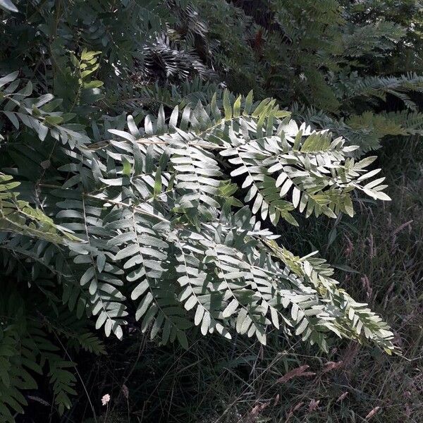 Osmunda regalis Yaprak