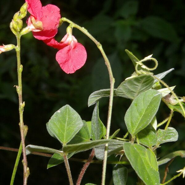 Macroptilium lathyroides Blüte