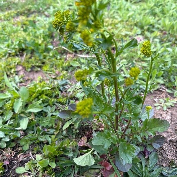 Barbarea vulgaris Habit