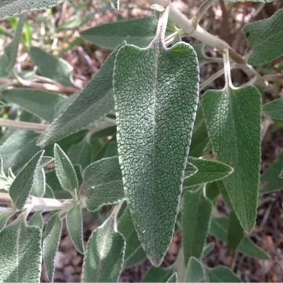 Phlomis purpurea Ліст