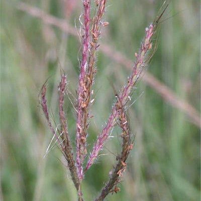 Dichanthium annulatum ফল