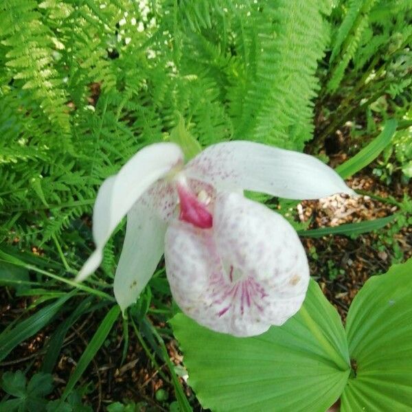 Cypripedium formosanum 花