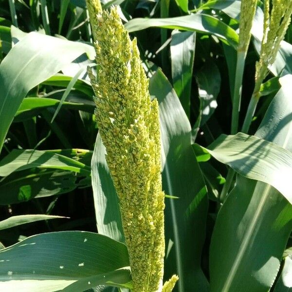 Sorghum bicolor Kvet