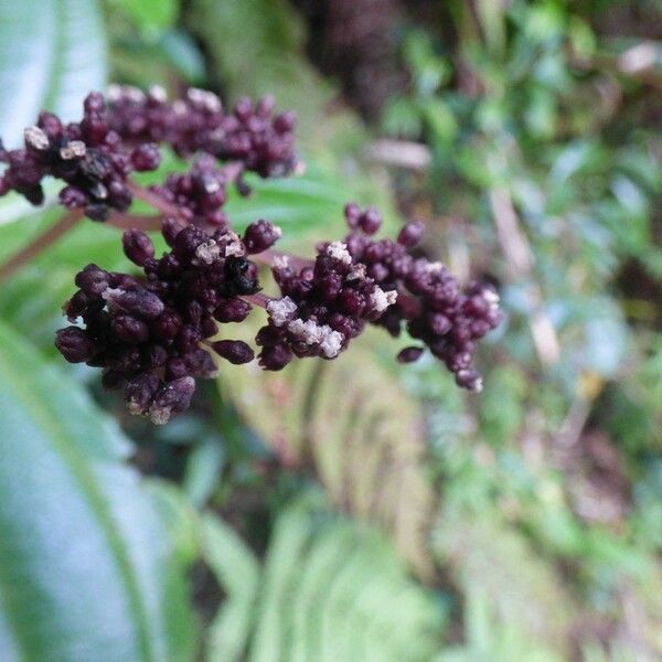 Pilea umbellata പുഷ്പം