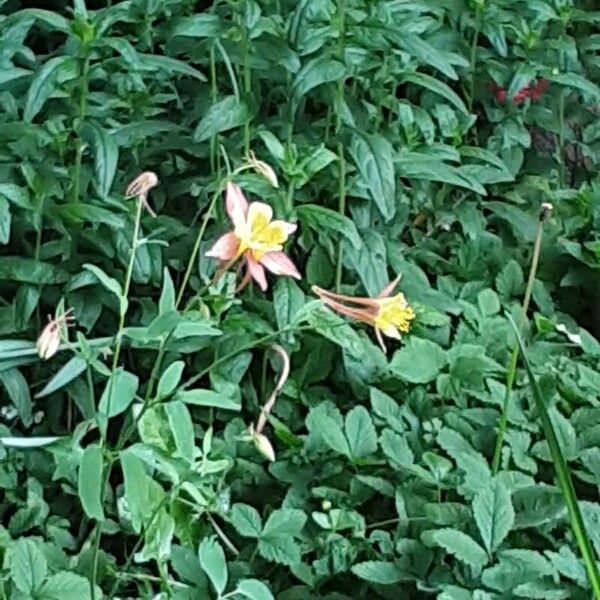 Aquilegia canadensis Flor