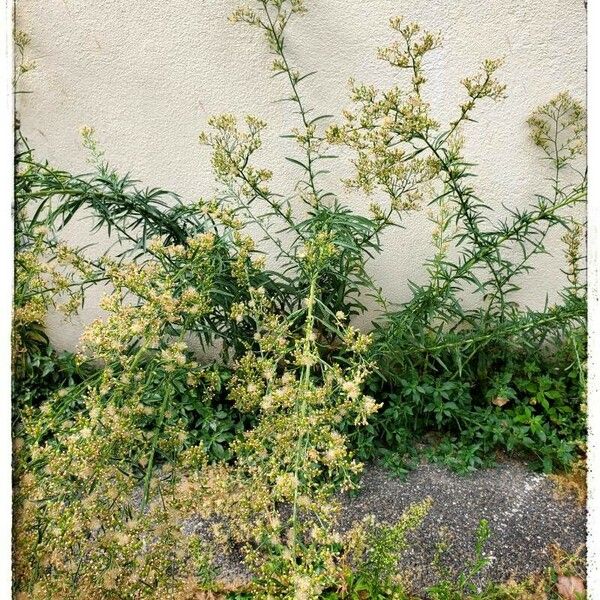 Erigeron canadensis Bloem