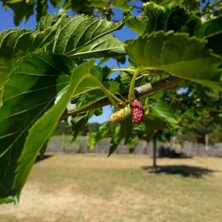 Morus alba Frukt