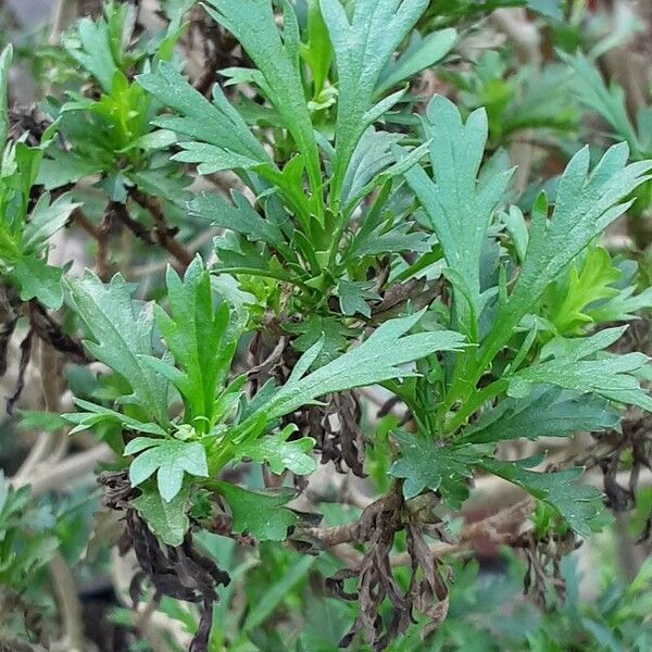 Euryops chrysanthemoides Folio