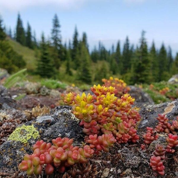 Sedum divergens Ліст