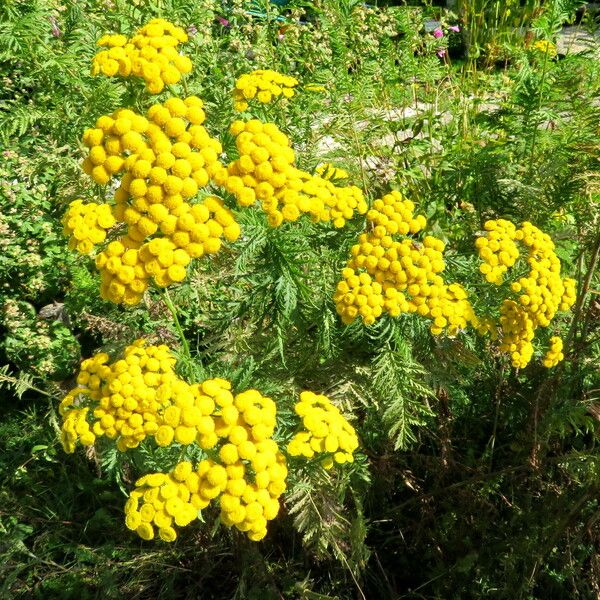 Tanacetum vulgare Цветок