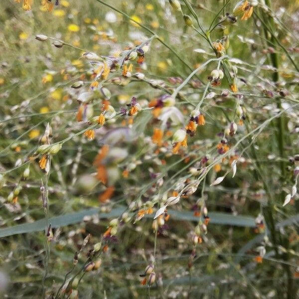 Panicum repens Цвят