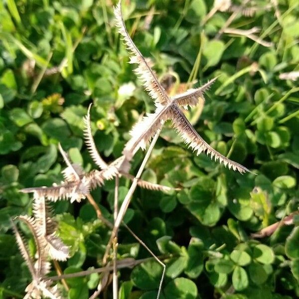 Dactyloctenium aegyptium Blatt