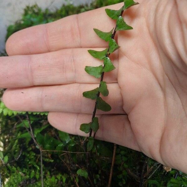 Asplenium platyneuron List