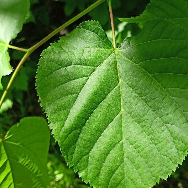 Tilia cordata Blad