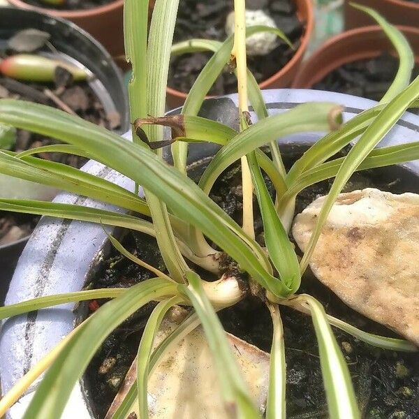 Chlorophytum capense برگ