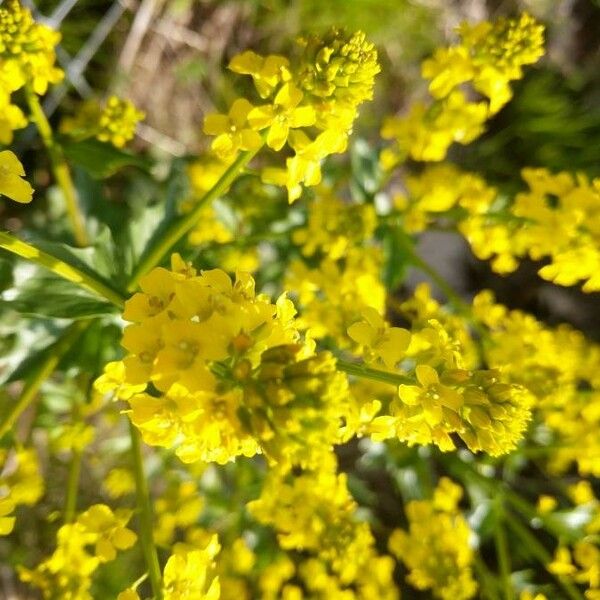 Barbarea vulgaris 花