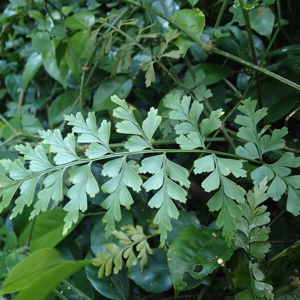 Asplenium buettneri Blad