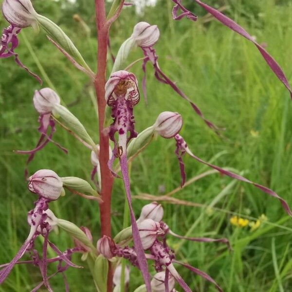 Himantoglossum adriaticum Květ