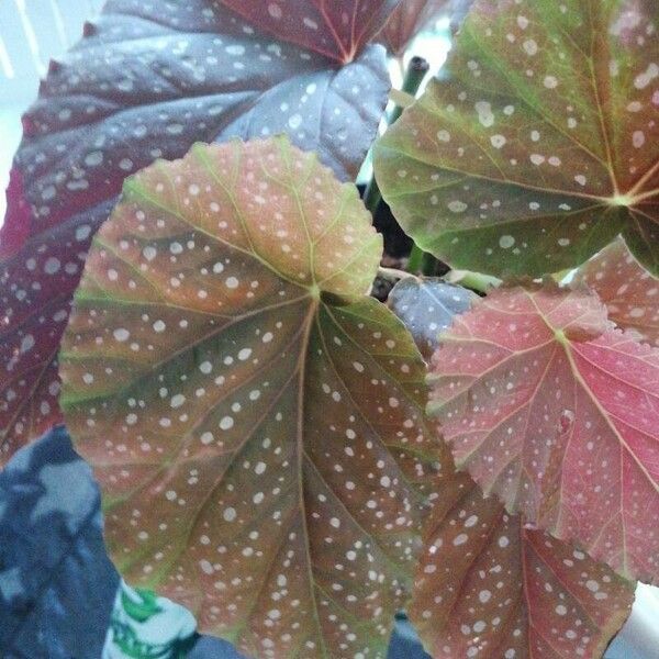 Begonia aconitifolia List