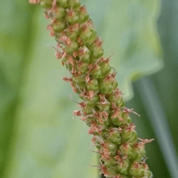 Plantago major Vrucht