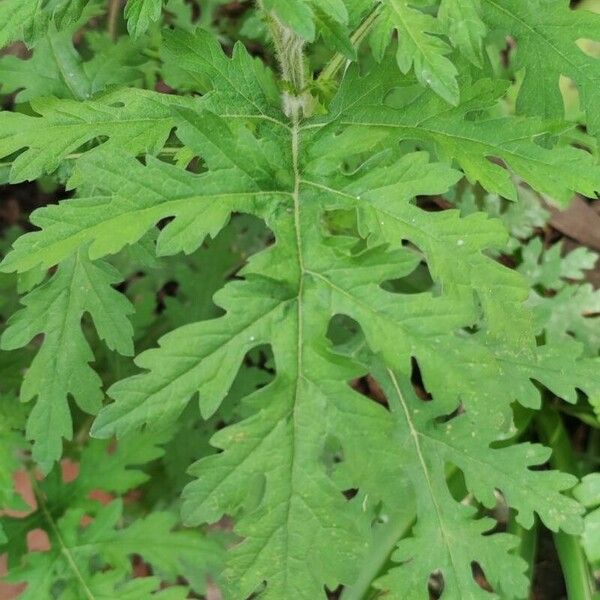 Parthenium hysterophorus 葉