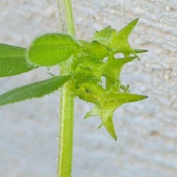 Asperugo procumbens Vaisius