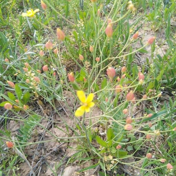 Bongardia chrysogonum 花
