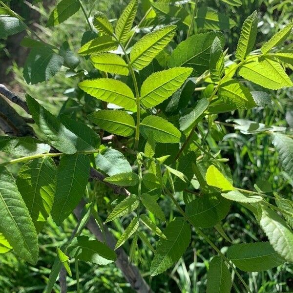 Juglans californica برگ