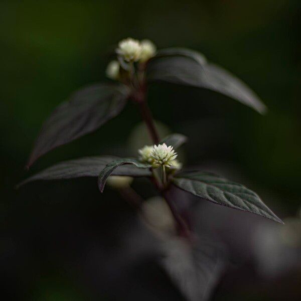 Alternanthera brasiliana 花