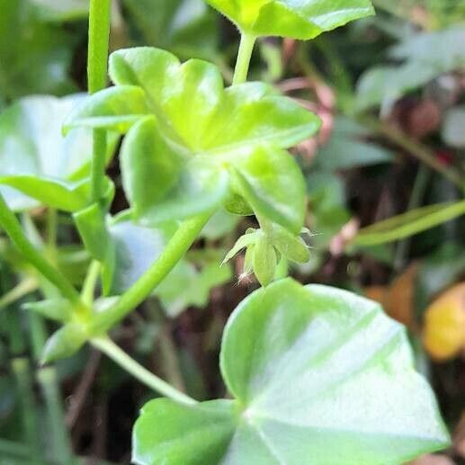 Pelargonium peltatum List