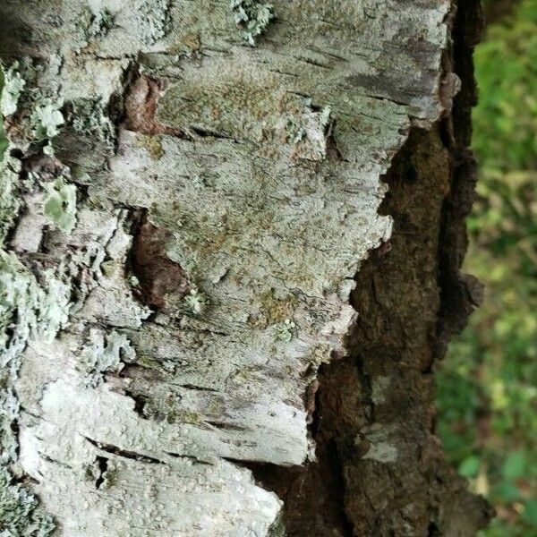 Psidium cattleyanum Bark