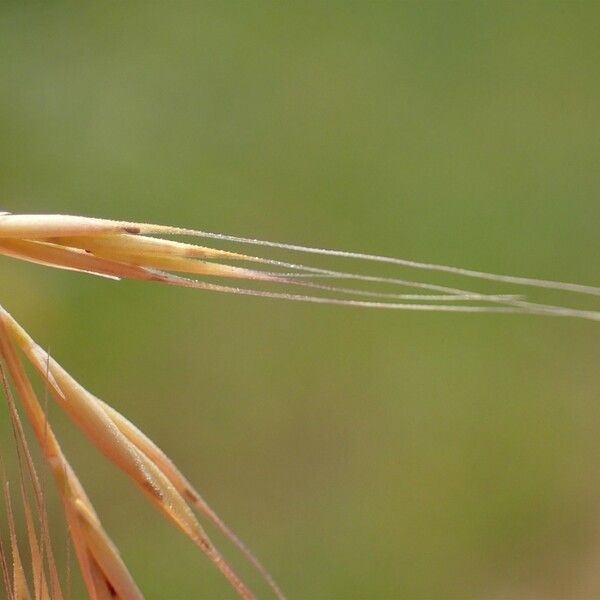 Festuca myuros Frukto