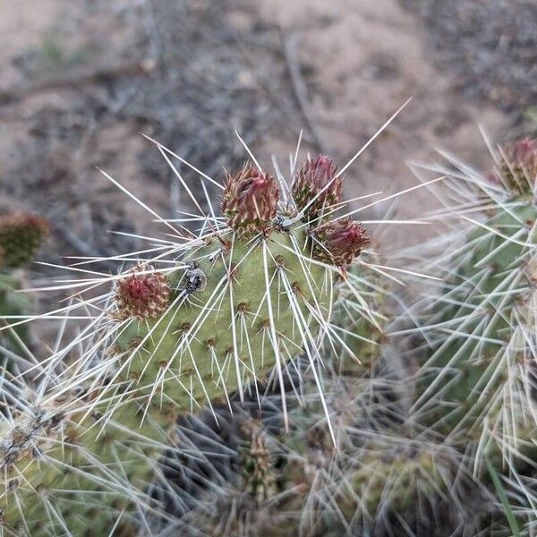 Opuntia polyacantha Leaf