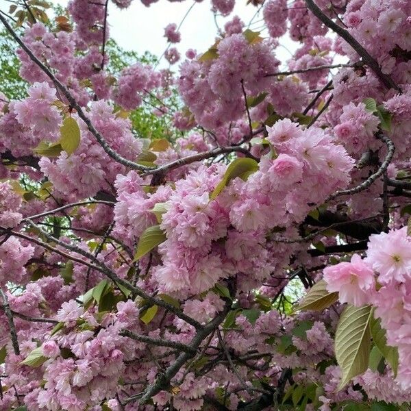 Prunus serrulata Floro